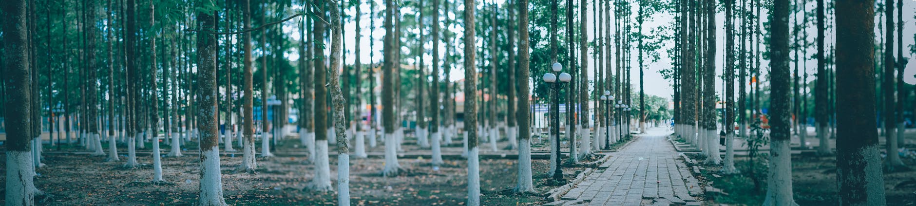 Tree-lined pathway in an urban park
