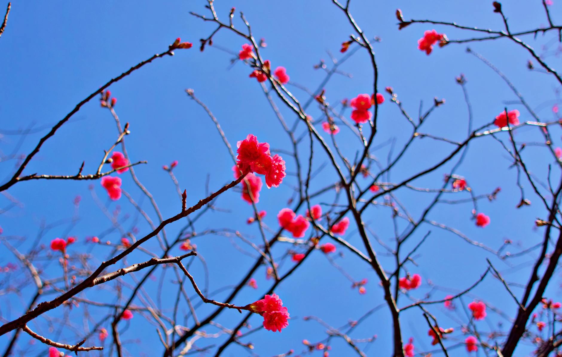 Pink cherry blossoms in full bloom captured in Taiwan during springtime