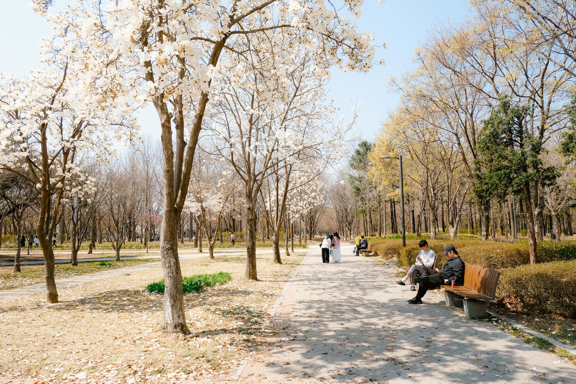 Peaceful spring scene of a park with cherry blossoms and people enjoying a leisurely walk