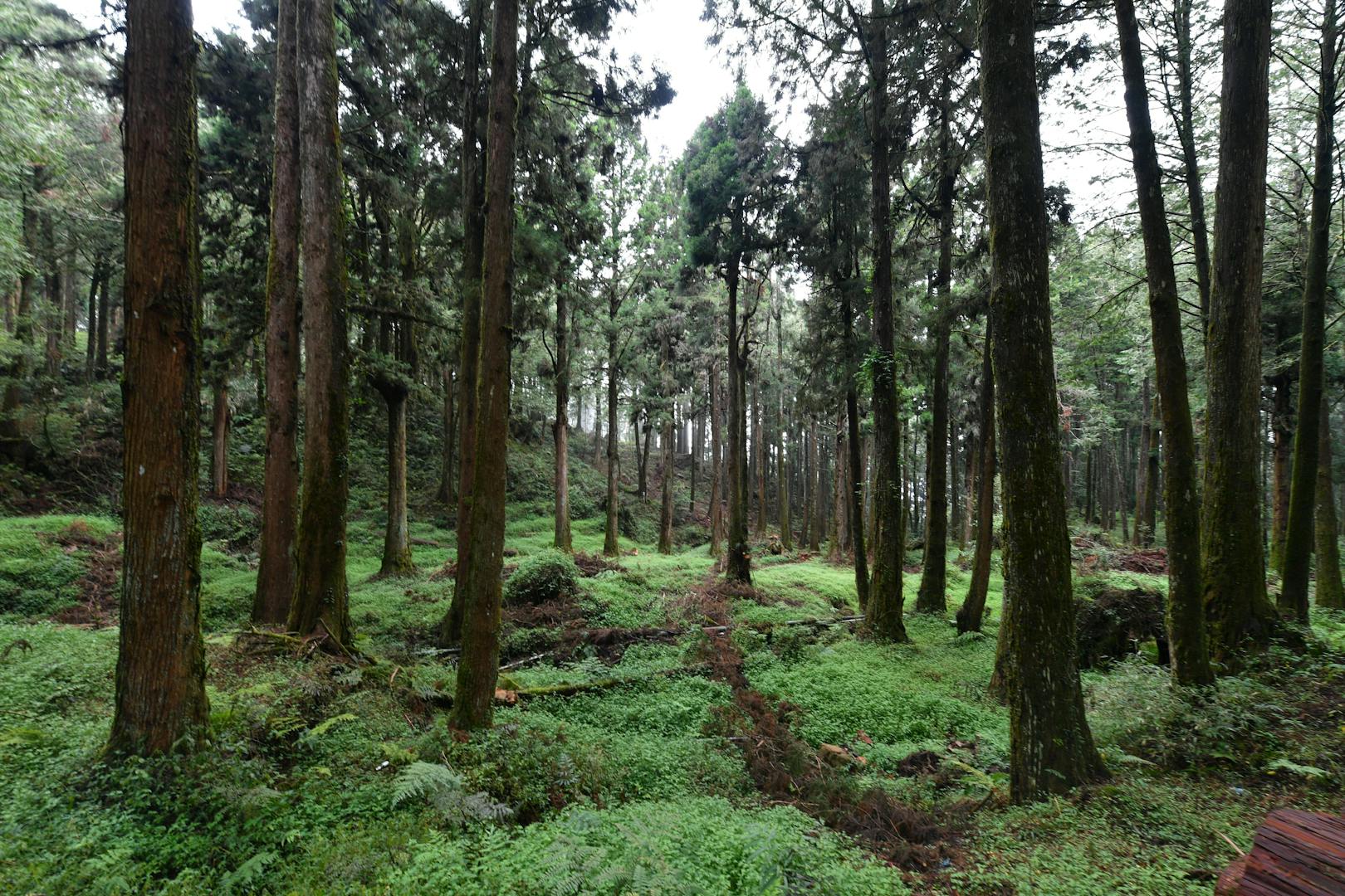 Ancient cypress forest at Alishan with hiking trail