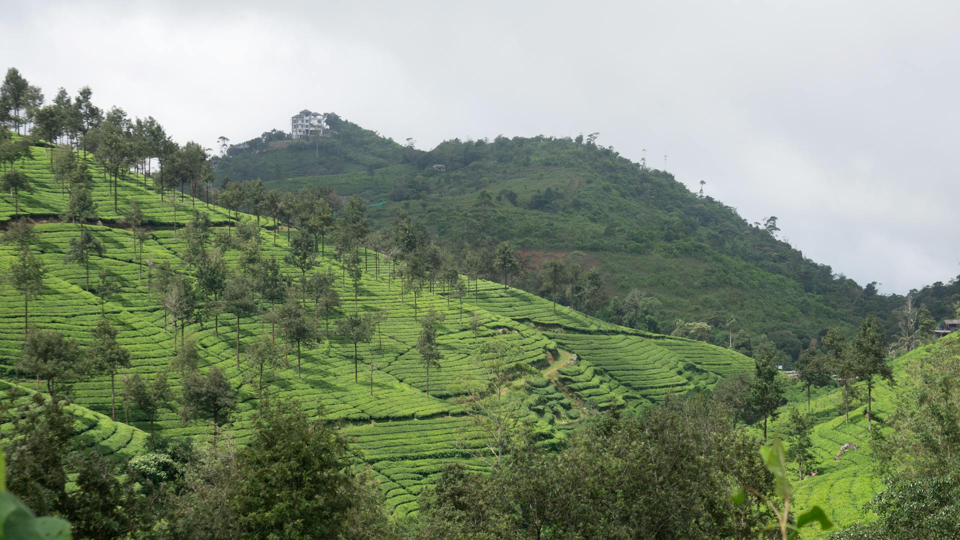 Alishan tea farm with rows of tea bushes on mountain hillside