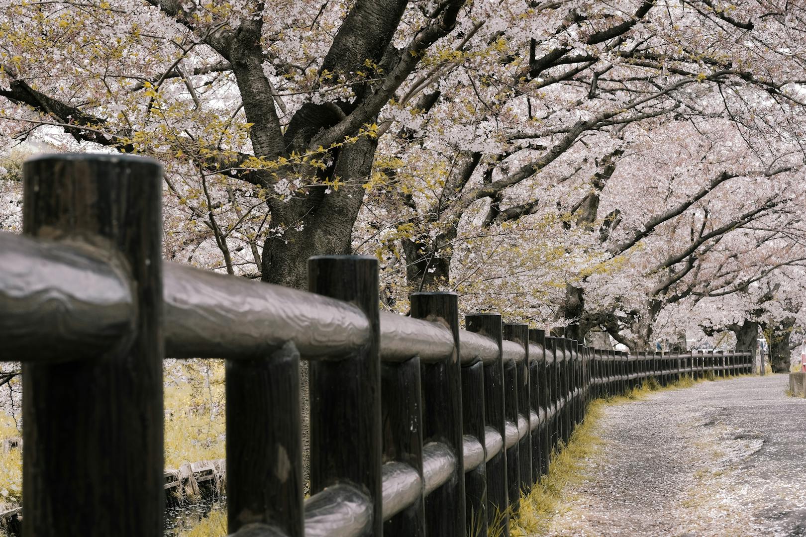 Cherry blossom trees lining a forest trail at Yangmingshan National Park