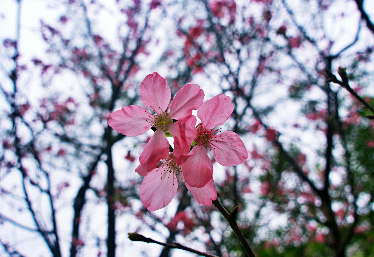 Pink cherry blossoms in full bloom on a Yangmingshan trail in Taipei
