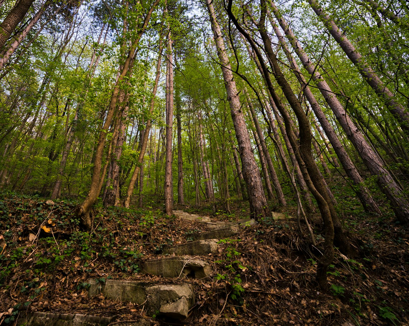Stone steps leading up a forest hiking trail