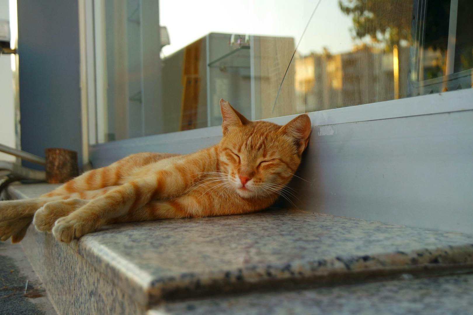 Stray cat sleeping at Houtong Cat Village train station near Taipei