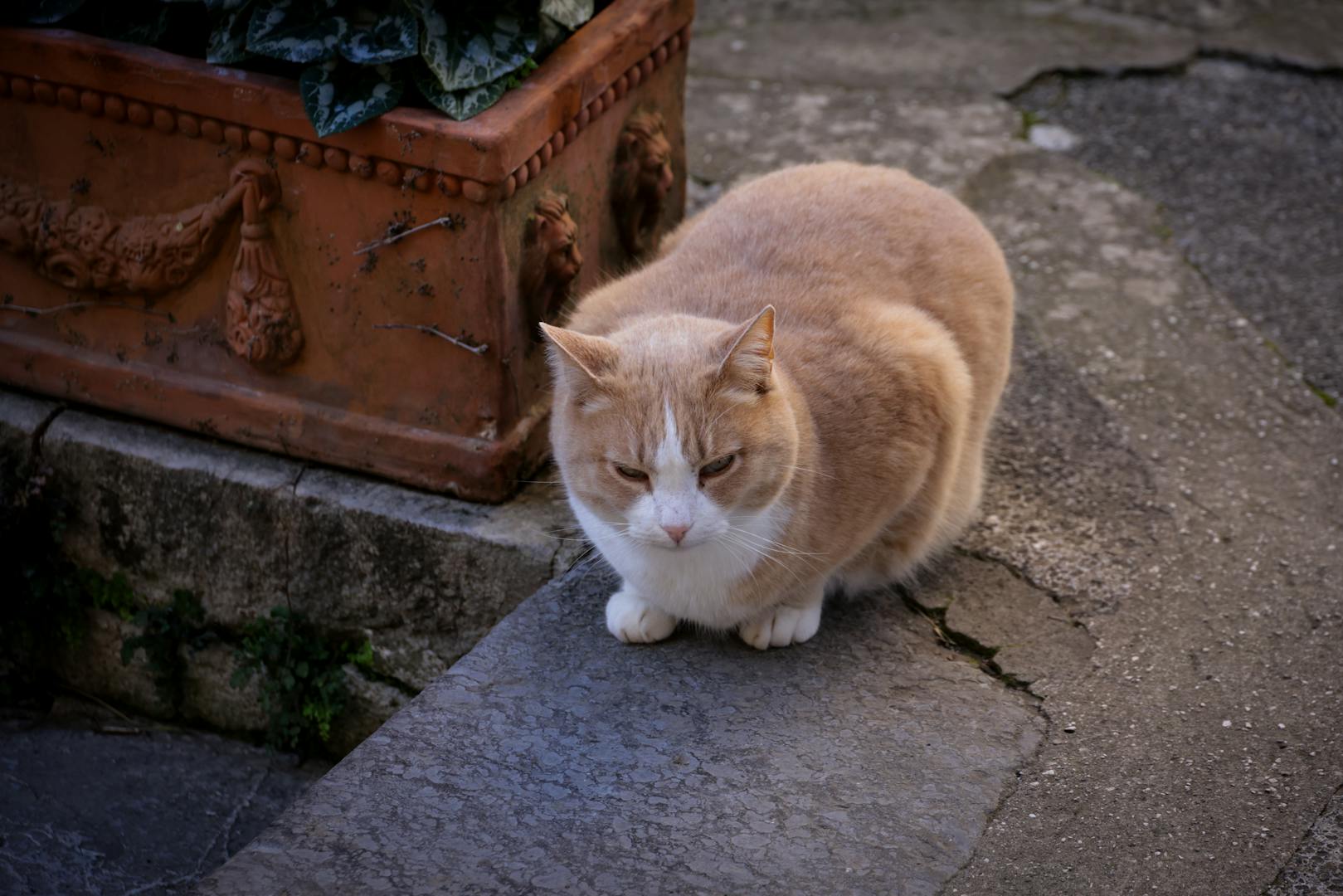 Friendly cat being photographed by tourist at Houtong Cat Village