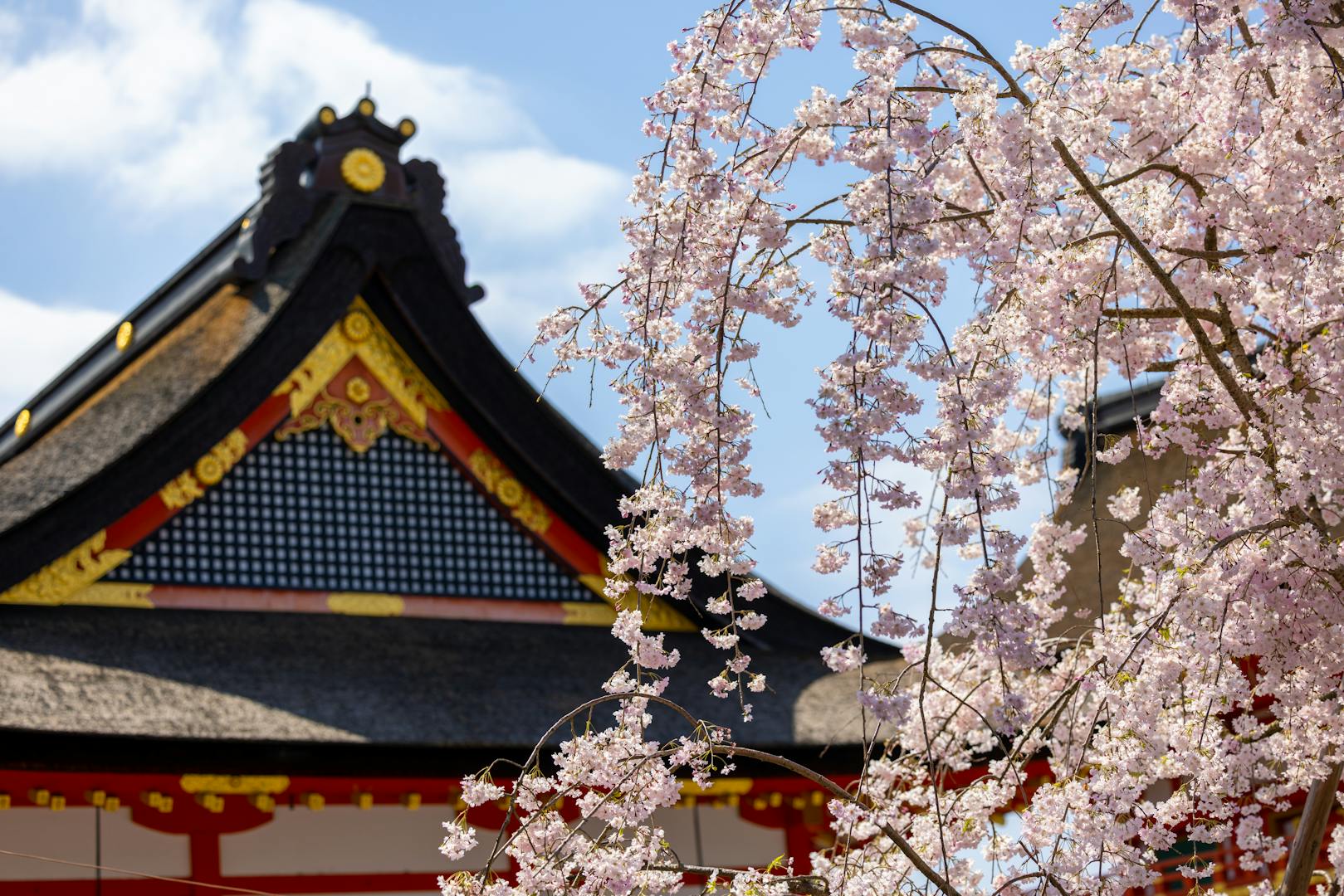 Yoshino cherry blossoms in full bloom at Tianyuan Temple Taipei March