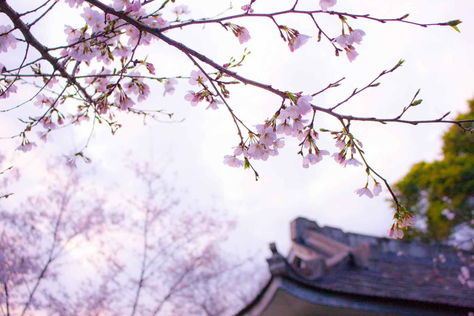 Tianyuan Temple in Tamsui with Yoshino cherry blossoms March