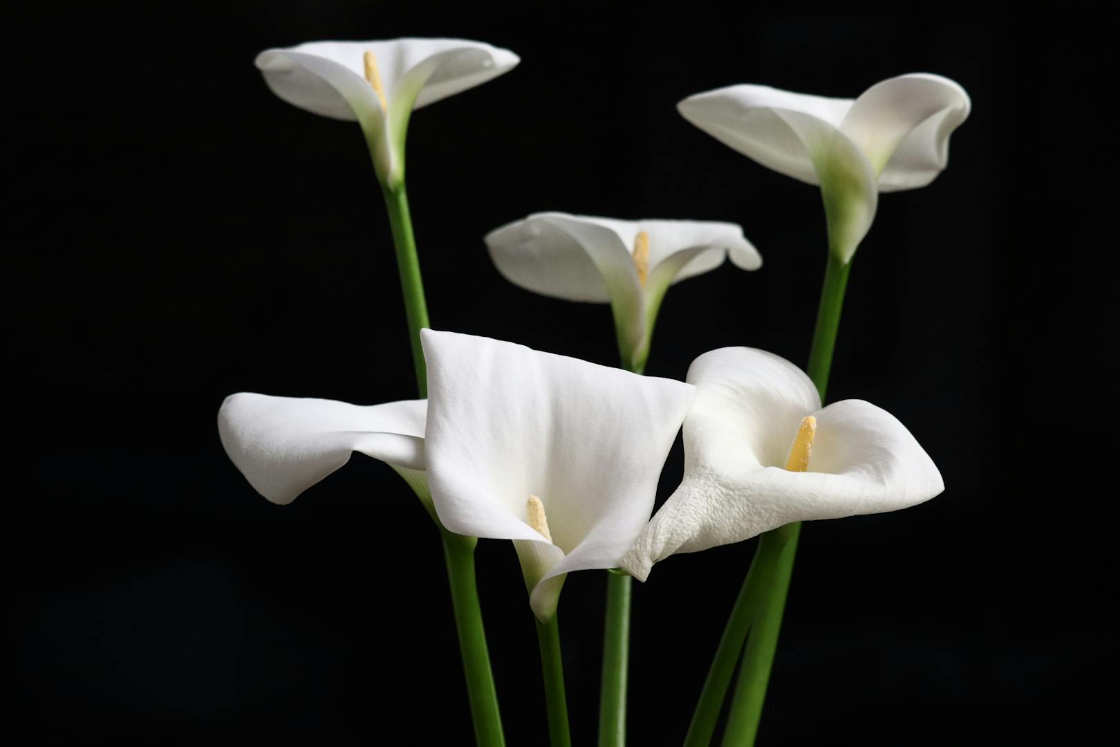 Calla lily flower fields in Zhuzihu valley at Yangmingshan in spring