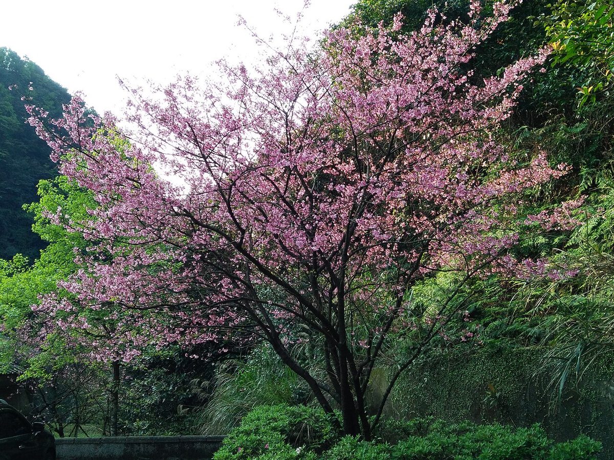 Spring flowers and hillside scenery in Yangmingshan National Park near Taipei during the March flower season