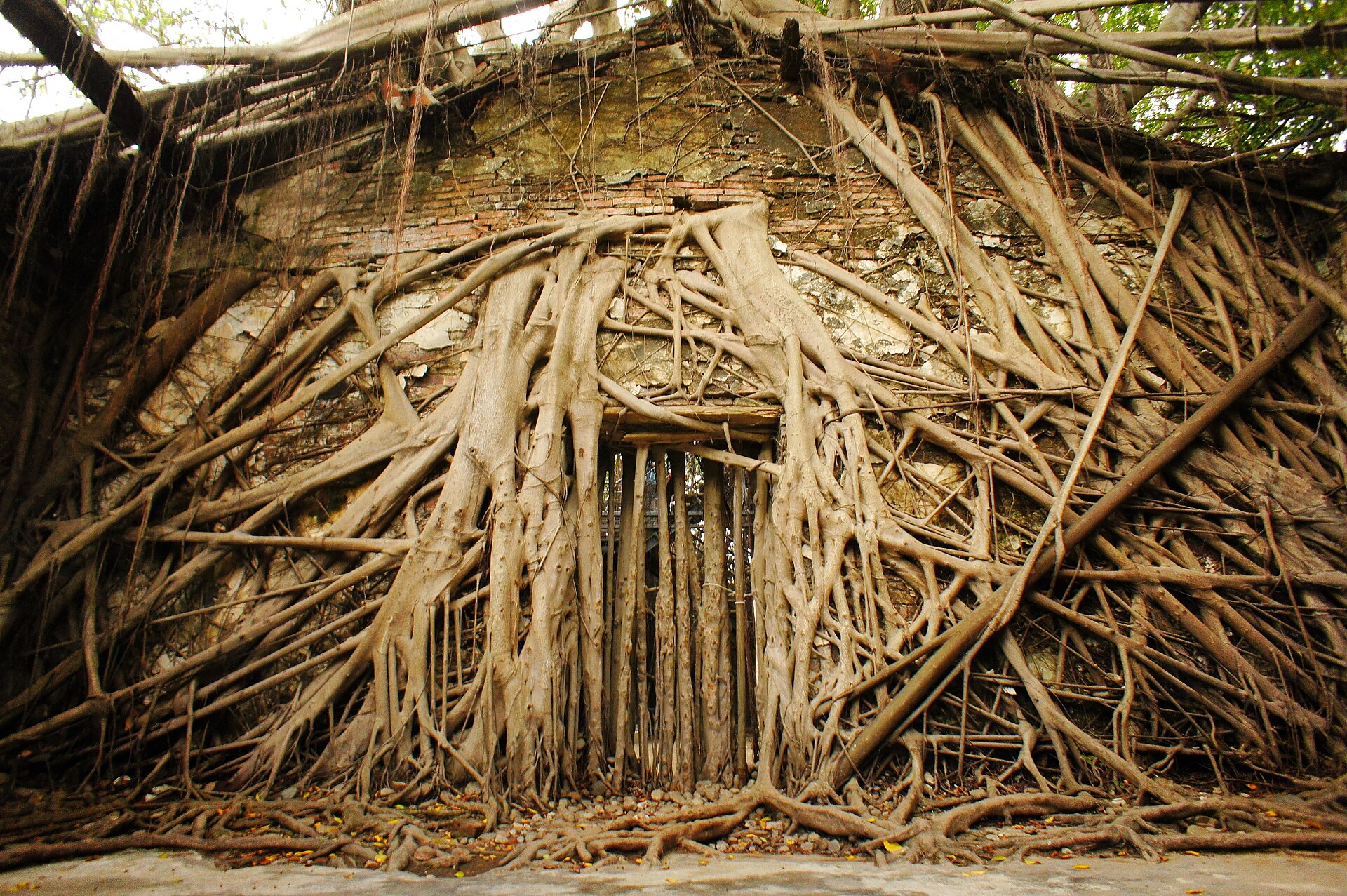 Banyan roots completely covering the brick walls and doorway of an abandoned warehouse at Anping Tree House