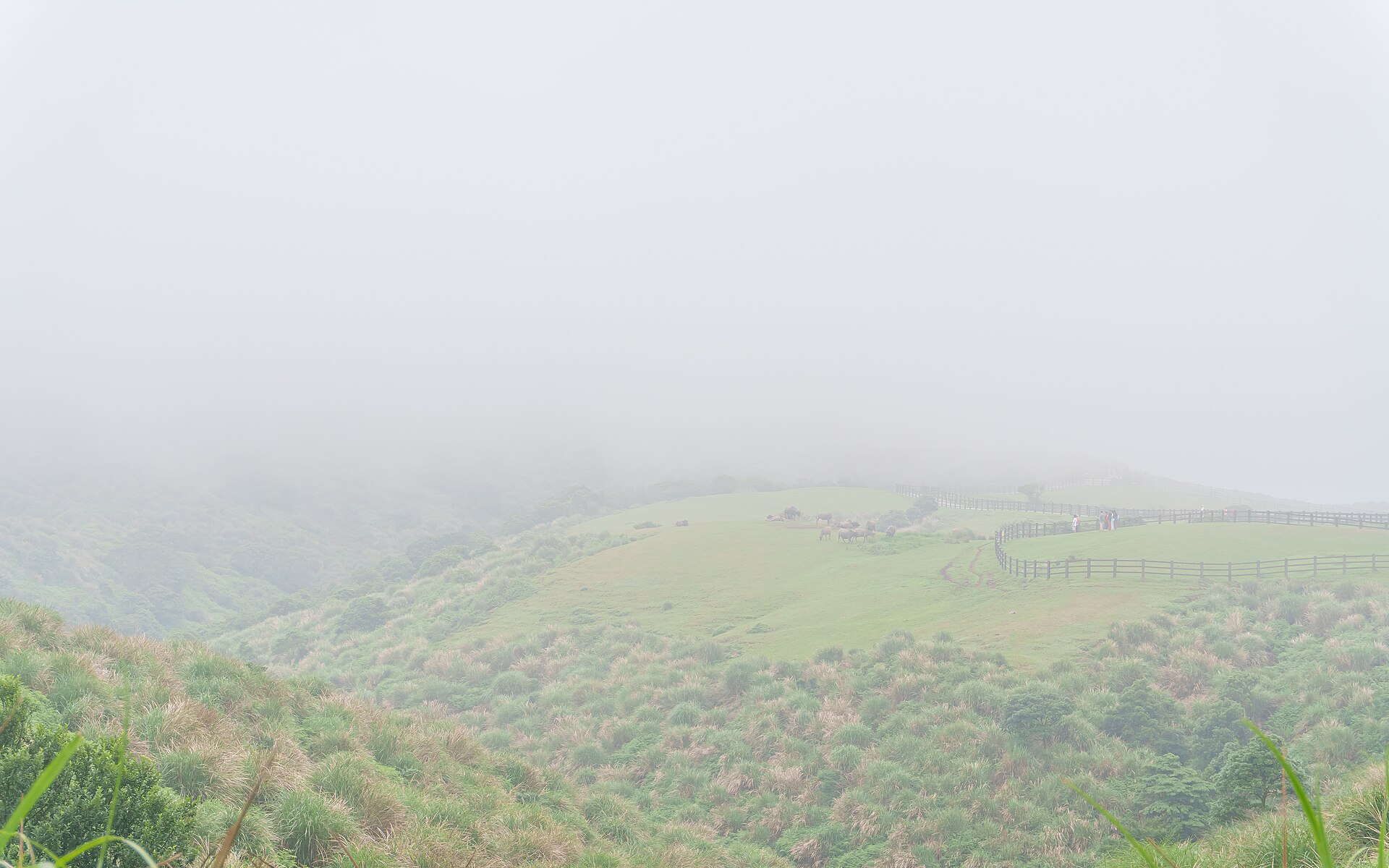 Fog rolling across the Qingtiangang grassland in Yangmingshan National Park