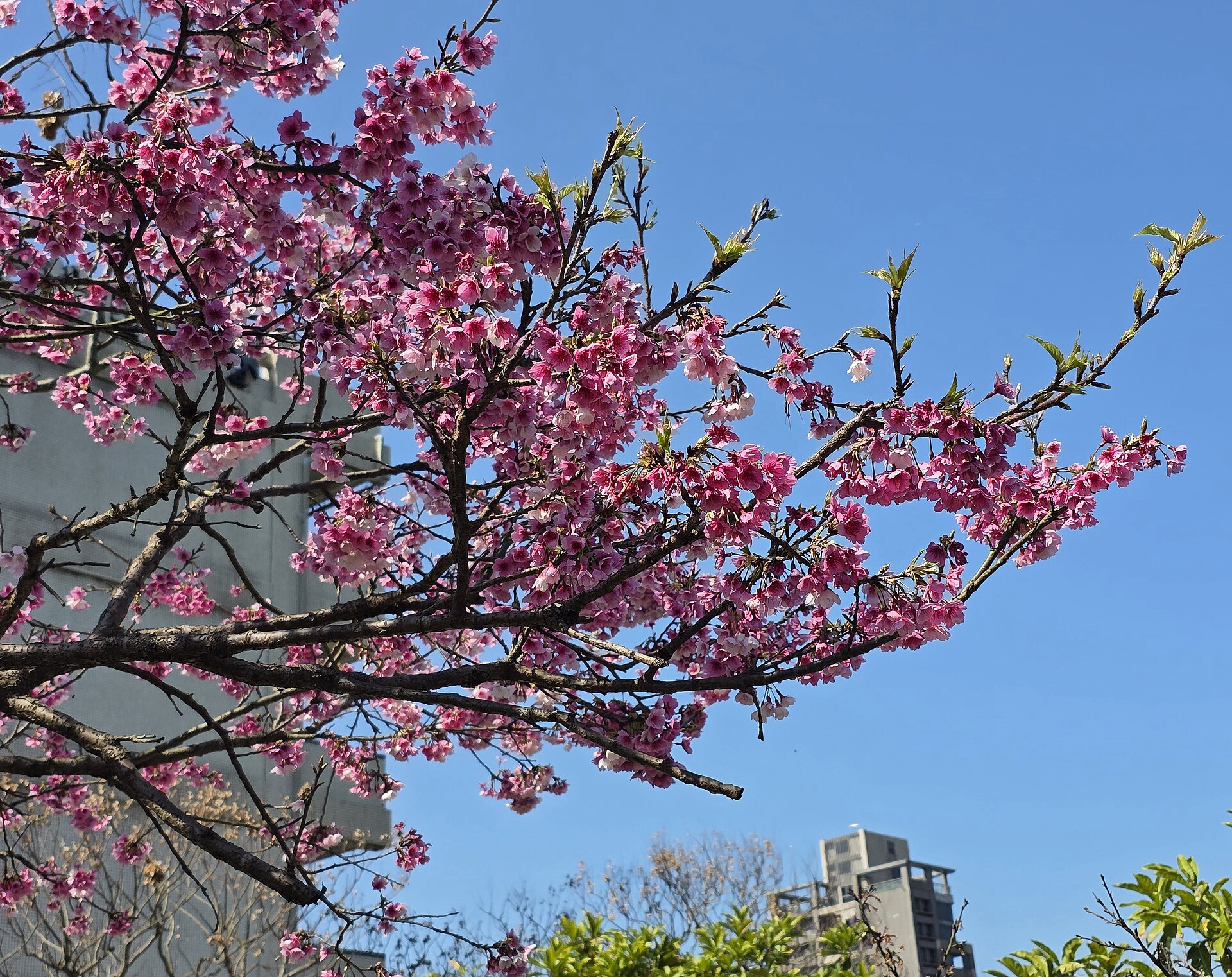 Clusters of pink cherry blossoms and fresh green leaves frame blue sky and buildings at Taipei's Lohas Park.
