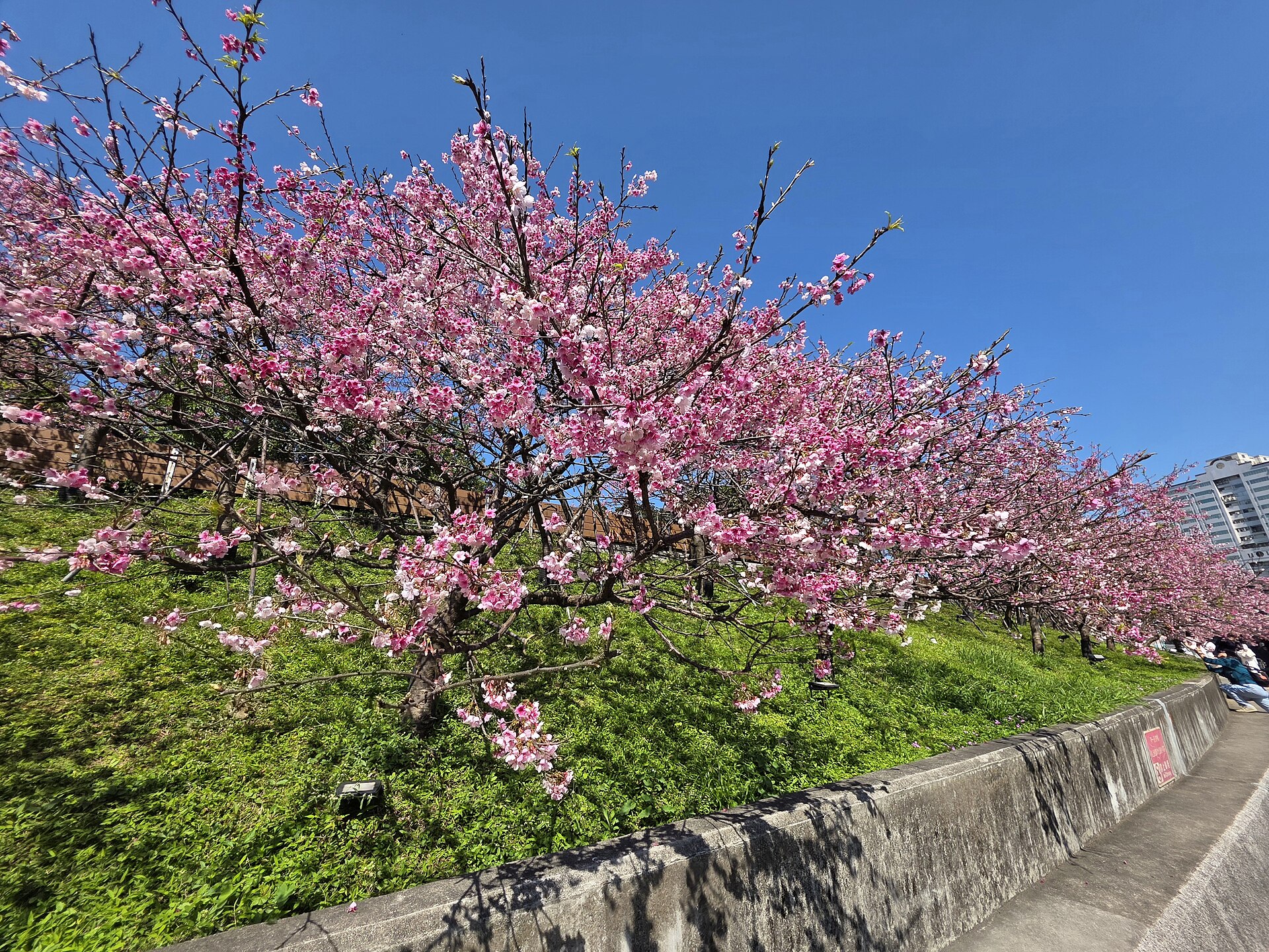 Pink cherry trees cover a grassy bank beside a paved path at Lohas Park in Taipei.