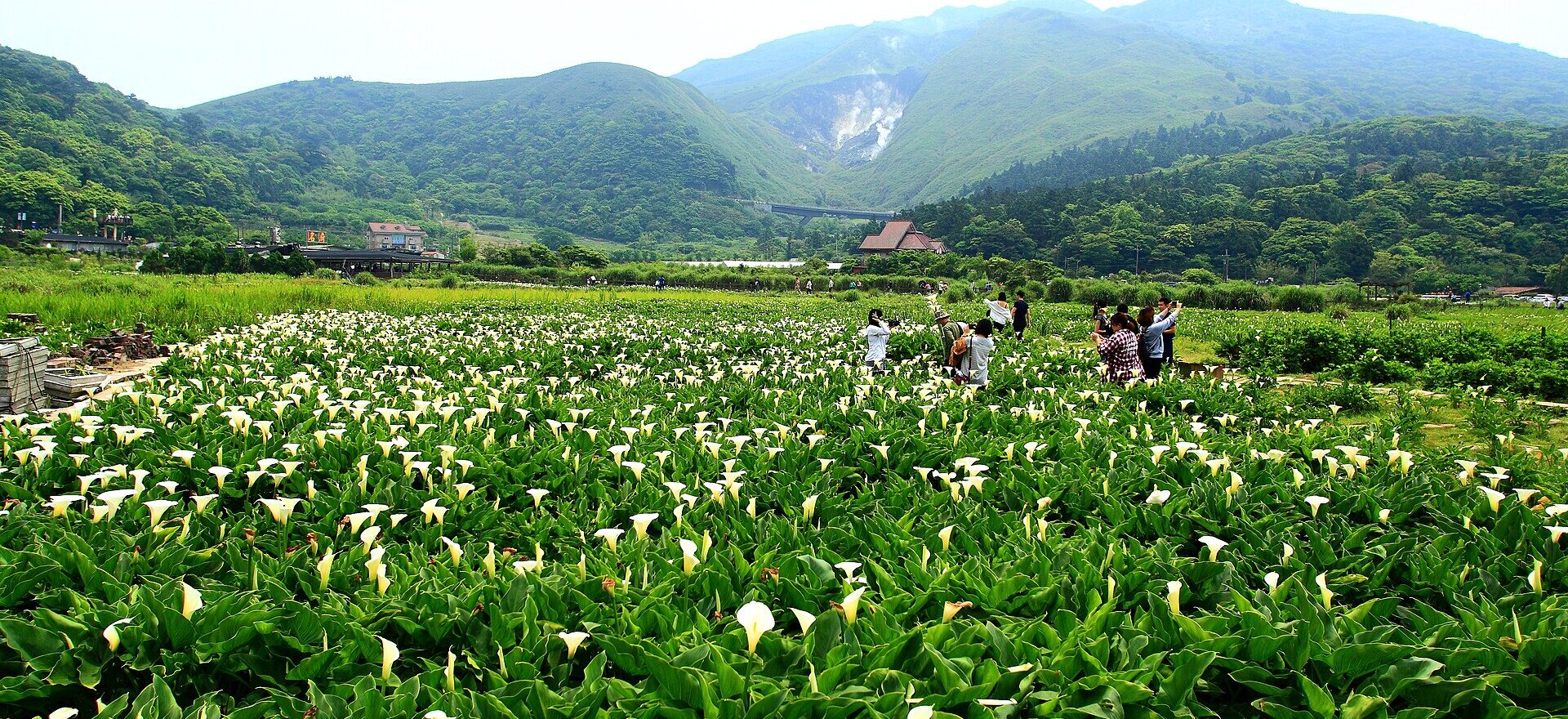 Visitors stand among broad fields of white calla lilies at Zhuzihu in Taipei, surrounded by buildings and green hills.