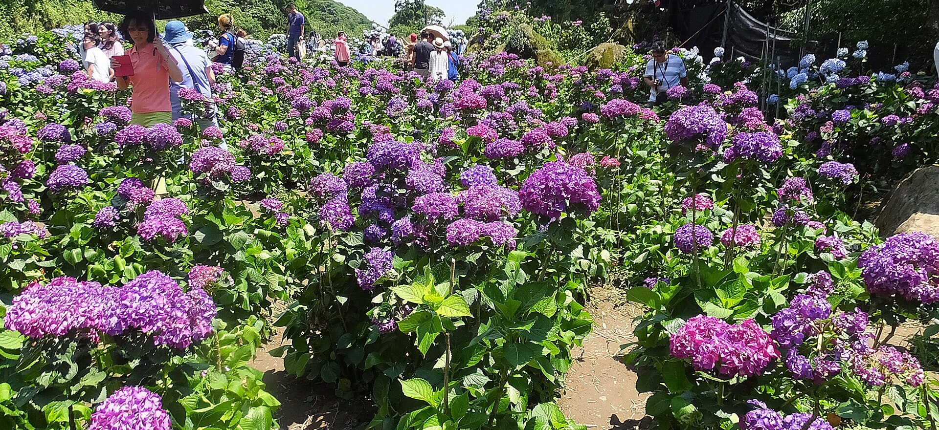 Visitors walk between purple and blue hydrangea rows at Shicheliao Garden in Zhuzihu, Taipei, beneath a sunny sky.