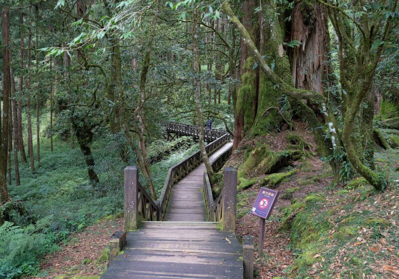 Alishan from Taipei: Sunrise, Tea & Forest Trains (2026)